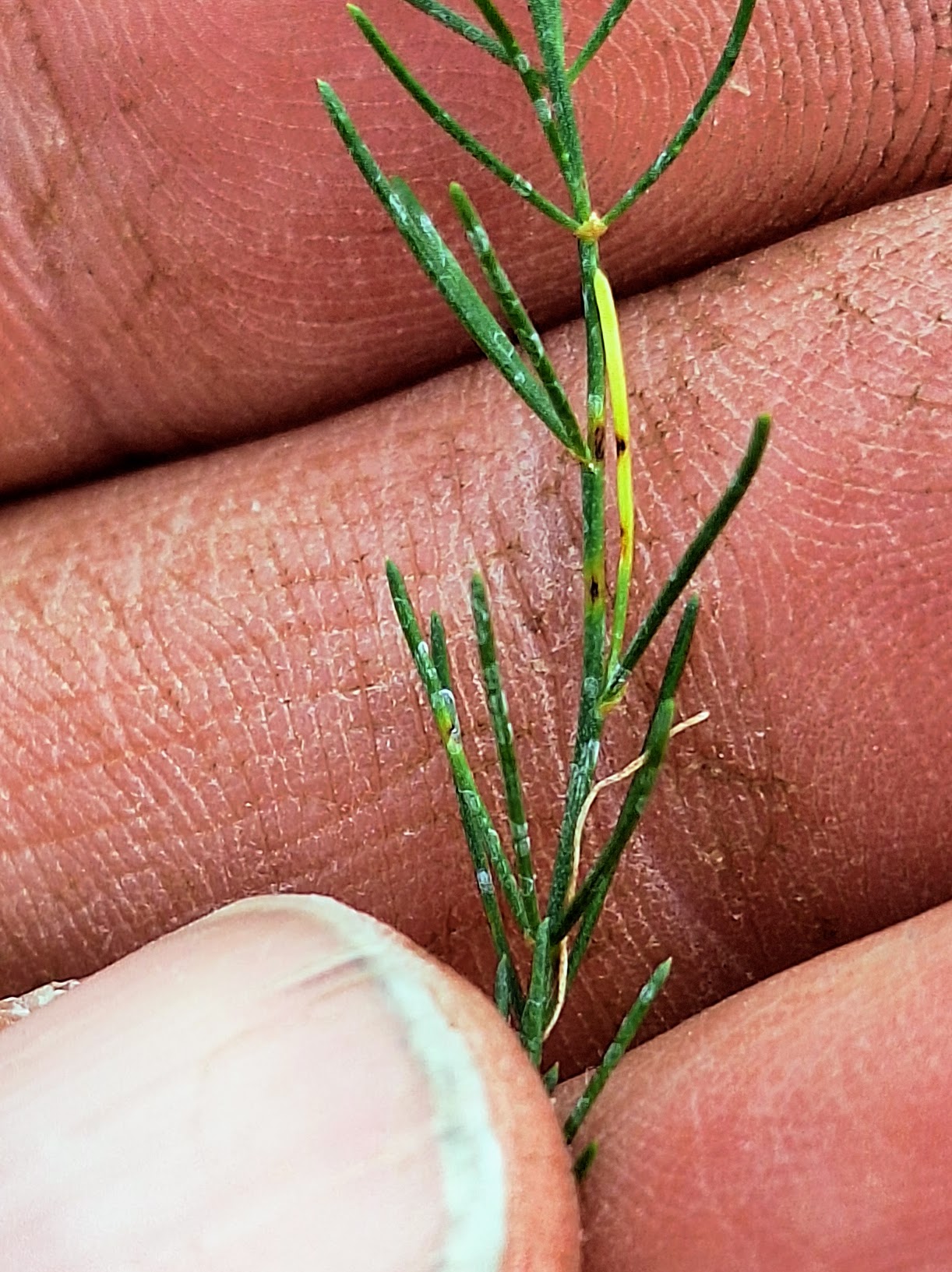 Purple spot on asparagus.